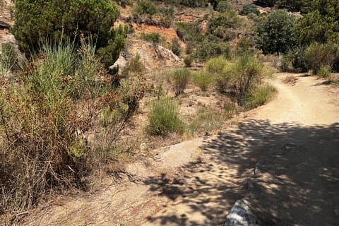 Tour escursionistico privato della fauna selvatica delle colline di Collserola