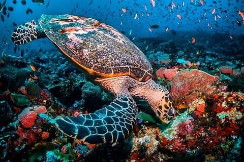 Blue Lagoon, Starfish Adventure, The Rock Restaurant, Stone Town, Secret Garden