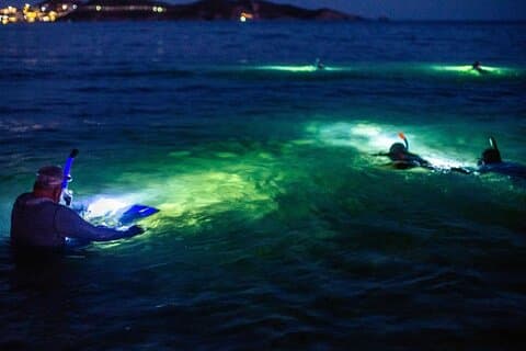 Plongée en apnée nocturne guidée à Roatan