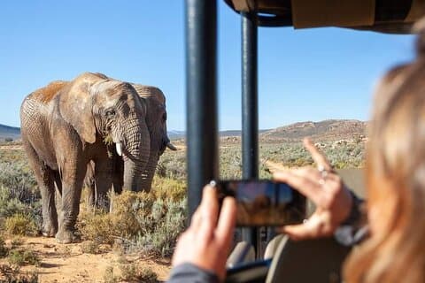 Big Five Safari-Erlebnis in der Nähe von Kapstadt, Südafrika