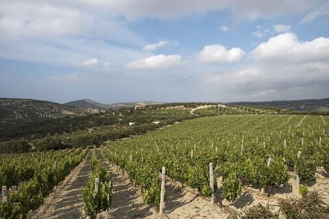 Private Wine Tour at Peza Valley - 2 Wineries and Lunch at Peza