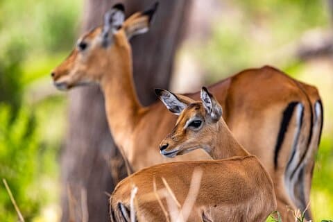 Ganztägige Safari-Tour im Tarangire-Nationalpark