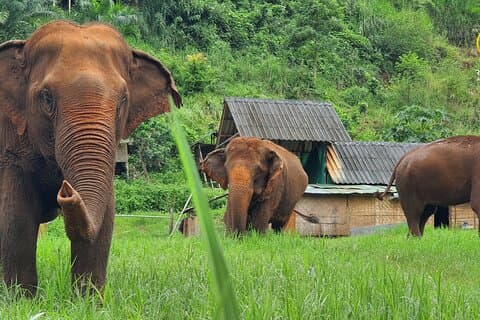 Experiencia de día completo en Ran-Tong Save & Rescue Elephant Center