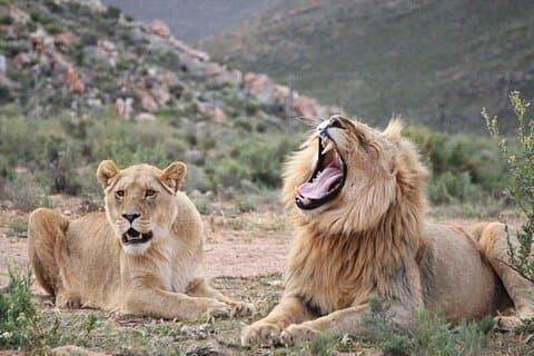 Big5 Wildlife Game Reserve Safari avec dégustation de vin Transport