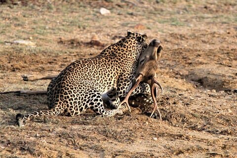 Heldagssafaritur i Yala National Park