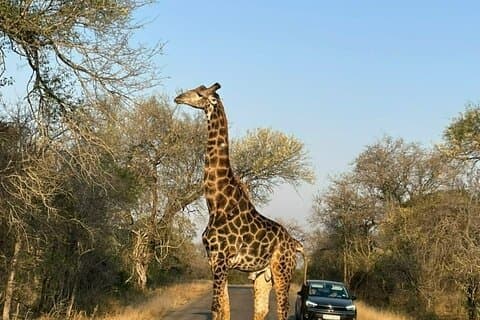 All Inclusive BIG 5 Kruger 3-dagers safari fra Johannesburg