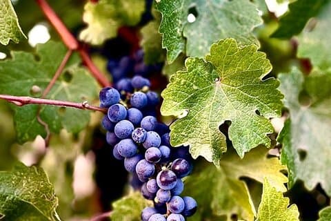 Guadalupe Valley privat tur Vinruten