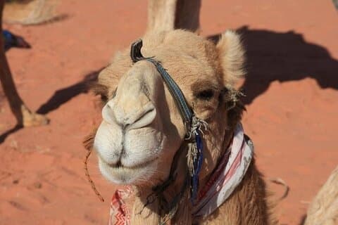 Privat 5-dages guidet tur i Jordan