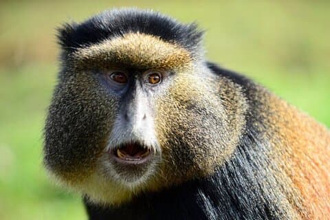 2 dias Twin Lakes e Golden Monkeys Adventure (2 dias e 1 noite)