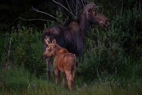 Private Wildlife Driving Tour in Rocky Mountain National Park