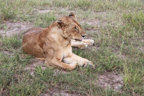 Safari económico de 2 días en el Parque Nacional Mikumi