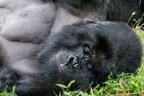 7 Tage Erkunden Sie die Mgahinga Gorilla National Park Safari