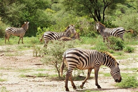 5 - Day Hidden Gems: Arusha, Tarangire og de kulturelle højland