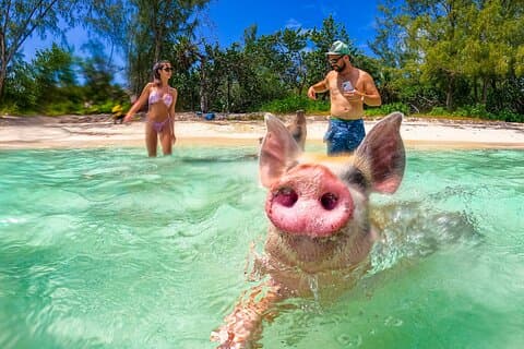 SunCay Swimming Pigs Adventure at Pigs Beach