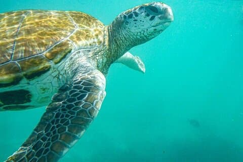 Snorkling med jättesköldpaddor och 4 stränder i norr