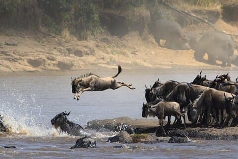 6 Tage / 5 Nächte Tansania Big Five Safari & Materuni Wasserfälle