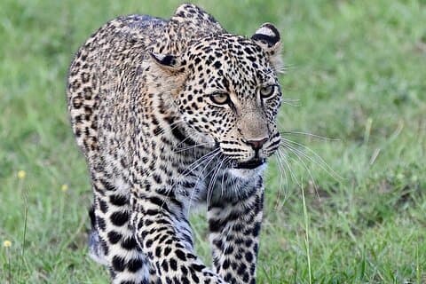 Safari de lujo de 3 días en Masai Mara