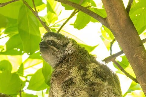 San Jose Walking Nature Tour: Sloths, Birds and Trees