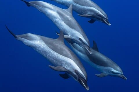 Crociera e snorkeling sulla costa di Waianae con dolphin-watching e whale-watching stagionale da Oahu