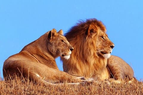 2-dagers Hluhluwe Game Reserve og Isimangaliso Park fra Durban