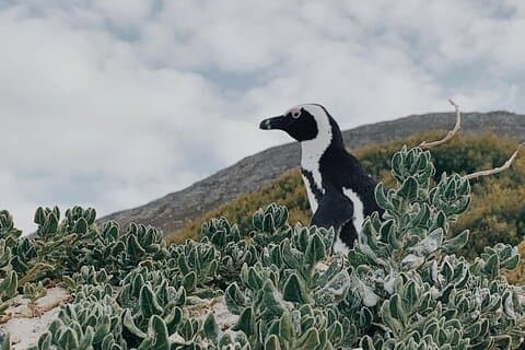 Penguins Private Tour - Cape of Good Hope & Cape Point Tour fra Cape Town