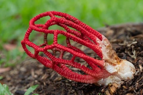 Mushroom Photography Activity in Cairns Botanic Gardens