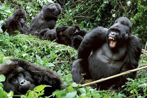 3-daagse Climax begeleide Gorilla Trekking Mist en Batwa Safari