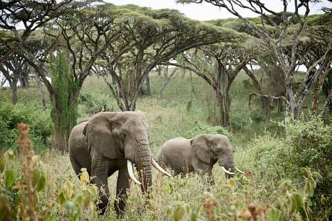2-dages safaritur i Tarangire og Ngorongoro-krateret