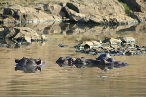 Safari de un día en la reserva de caza Big Five de Pilanesburg