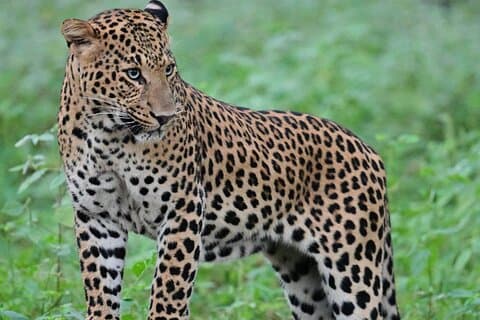 Hoteller i nærheden af Jaipur Leopard Safari Tour at Jhalana Park