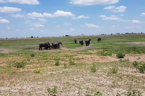 Chobe Safari di un'intera giornata a Chobe