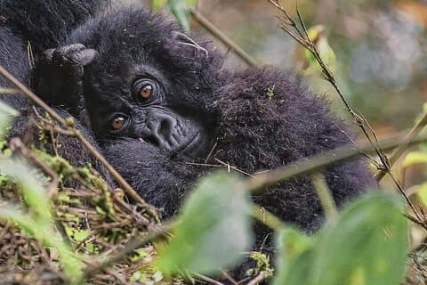 3 Tage Ruanda Uganda Gorilla Trekking Safari