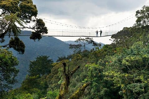 Adventure in Nyungwe National Park(Canopy walk,Chimpanzees...)