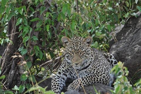 7-dages klassisk kenyansk safari med ubegrænsede spildrev