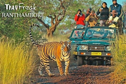 Privétour naar Ranthambore Tiger Reserve vanuit Jaipur