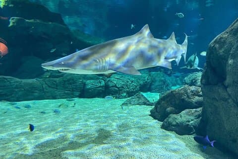 Snorkeling with Giant Turtles, The Odyseo Aquarium & Port Louis
