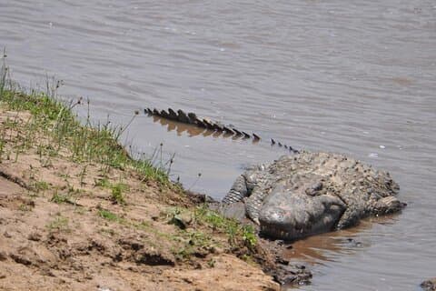 4-daagse Lake Nakuru en Masai Mara Safari