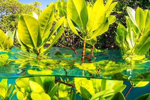 Jozani Forest Tour, Stone Town, Secret Garden, Prison Island, Emerson Restaurant