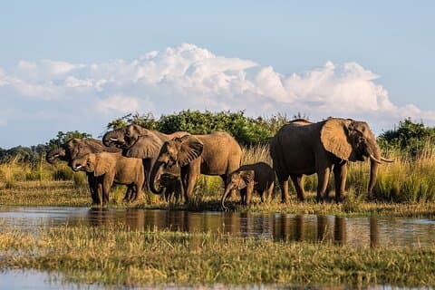 Isimangaliso Wetlands Park & Hluhluwe Imfolozi Game R 2 Day Tour From Durban