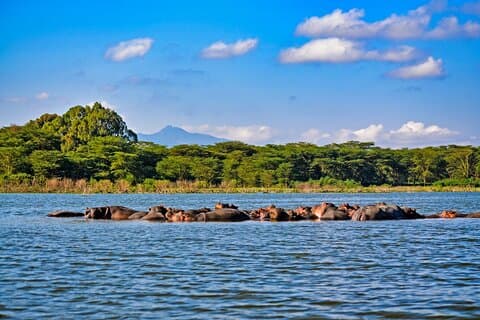 Masai Mara di 4 giorni, L Naivasha e L Nakuru Safari