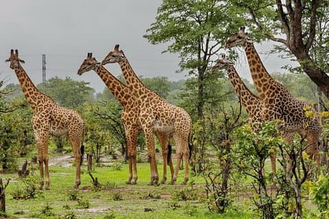 2-daagse Drakensberg Mountains & Tala Game Reserve Tour vanuit Durban