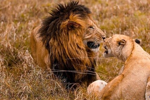 4 Tage Masai Mara & Lake Nakuru Gruppe beitretender Safari
