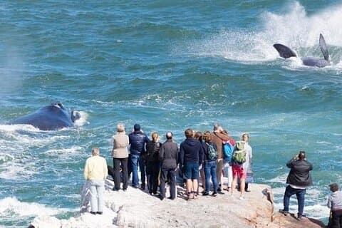 Walvissen en wijn in Magisch Hermanus..