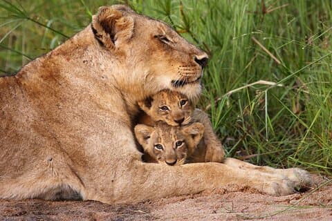 6-dagers Tanzania Wildlife Safari