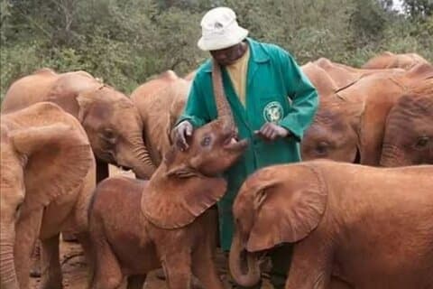 Tour Giraffe Centre, David Shedrick, Karen Blixen & stadsrundtur.