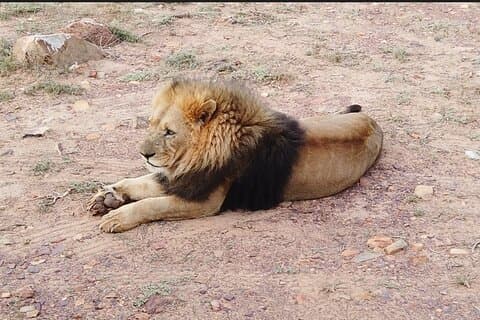 Cidade do Cabo - Wildlife Safari