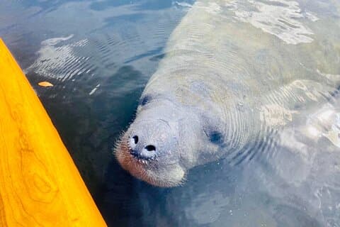 古いフロリダの歴史を持つサラソタのイルカとマナティーの冒険ツアー!
