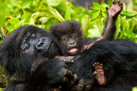 4-dagers Gorilla Trekking & Golden Monkeys