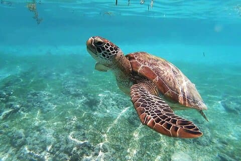 Turtle Akumal Adventure ! Ruines de Tulum et Cenote de Riviera Maya