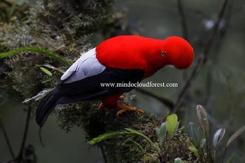 Mindo Cloud Forest Day Tours - PRIVATE - Richard Hernandez